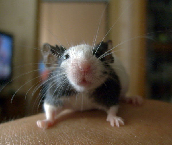 Павел Базин