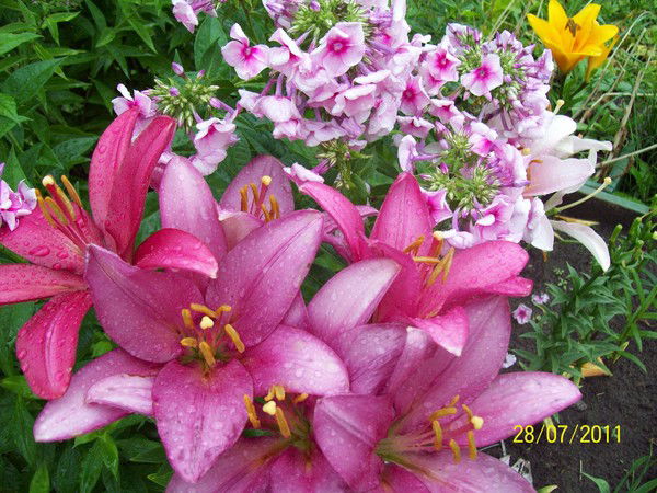 Надежда Макарова