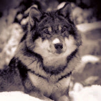 Сарана Котова