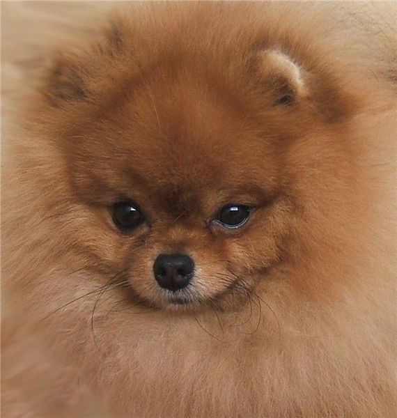 Питомник Альхонд