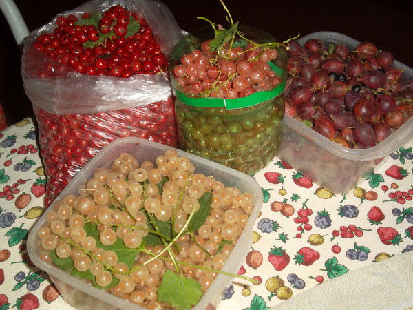 Светлана Ласюта