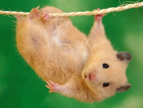 Мурат Абдуллаев