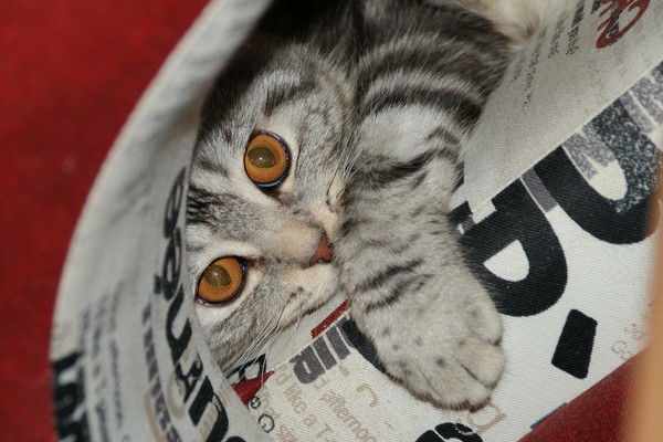 Ольга Колесникова