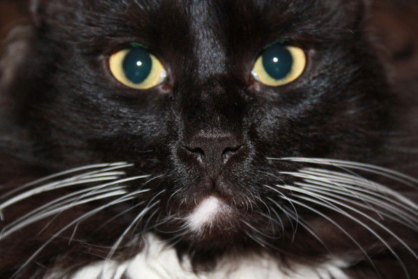 Арсен Лебедьков