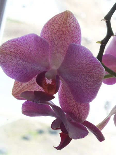 Елена Никипелая