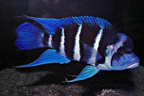 Ахмад Ахмад