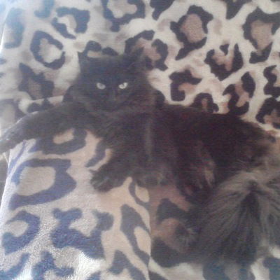 Давид Садыков