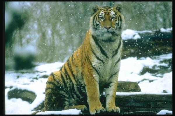 Наиля Калимуллина