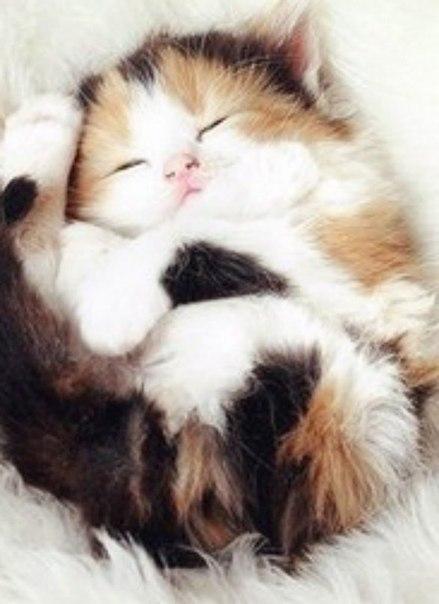 Ji0Jio （＾∇＾）