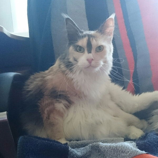 Cветлана Захарова