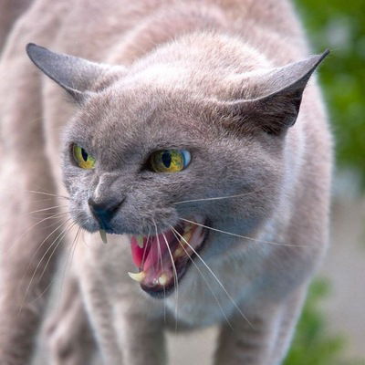 Кристина Коблева