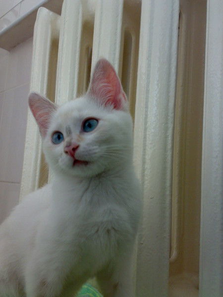 Ирэн Саксон