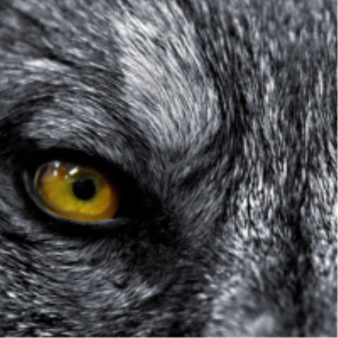 Игорь Логутов