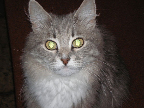 Алла Скворцова