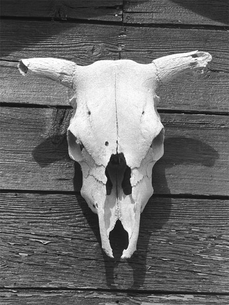 Дмитрий Разумцев