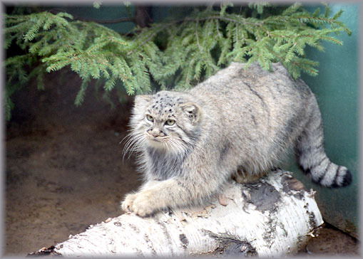 Наташа Гулянская