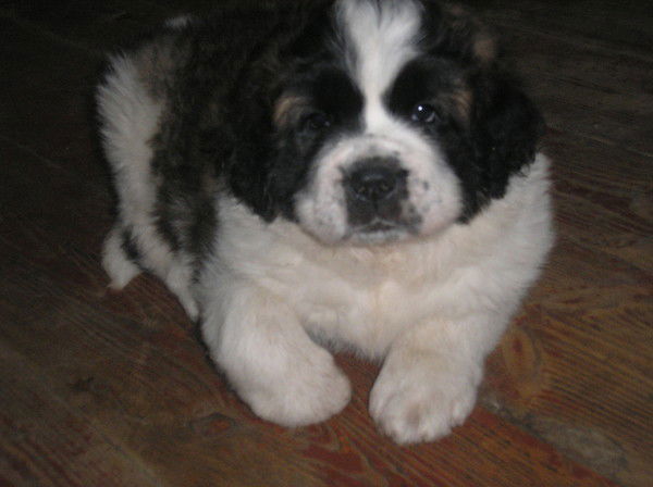 Анжела Луженцова