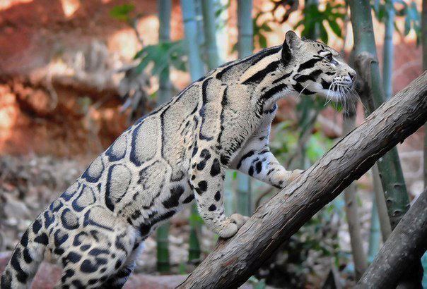 Галина Джеспаева