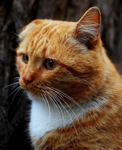 Артем Макев