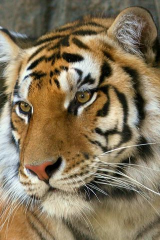 Фарук Шакирзянов