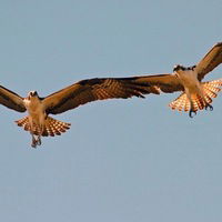 Жанар Айдарова