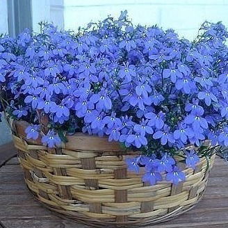 Ольга Мажуга