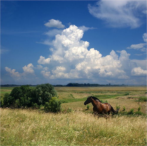 Е.в. Бляхарский