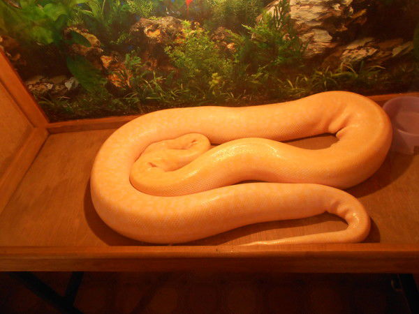 Иван Киргинцев