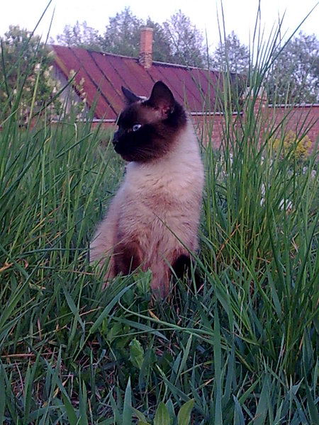 Галина Галета