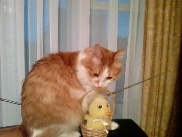 Елена Валуева