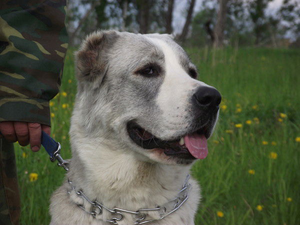 Ольга Шиповская