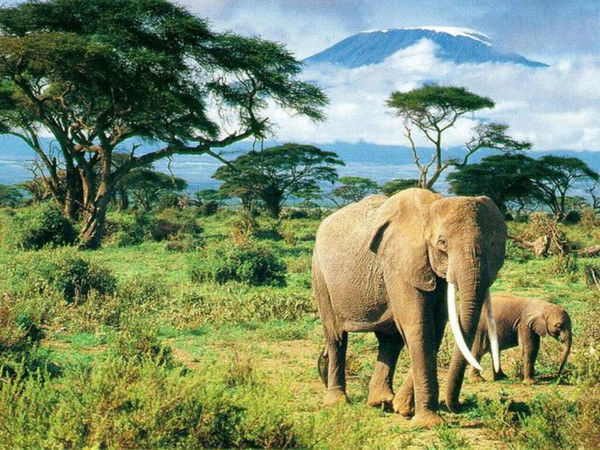 Алексей Мамонов