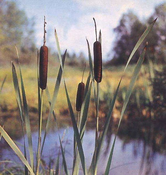 Валентина Намаконова