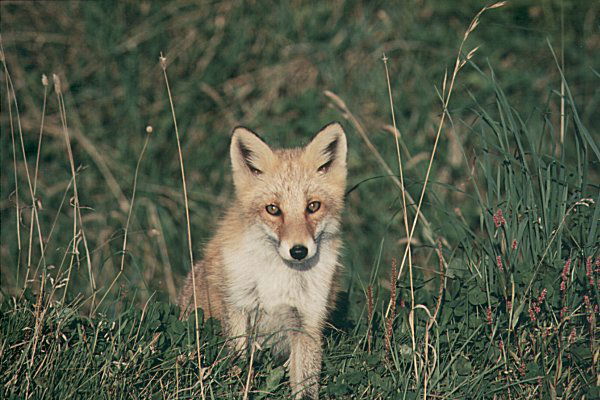 Полина Пакшина