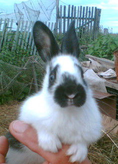 Александр Валентинов