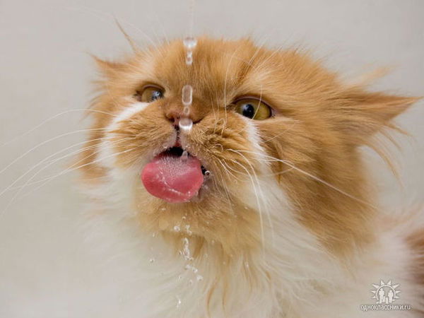 Лолита Цурцумия