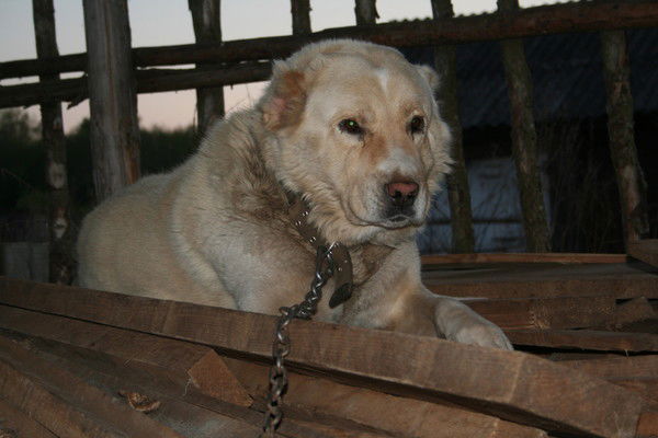 Александр Чапаев