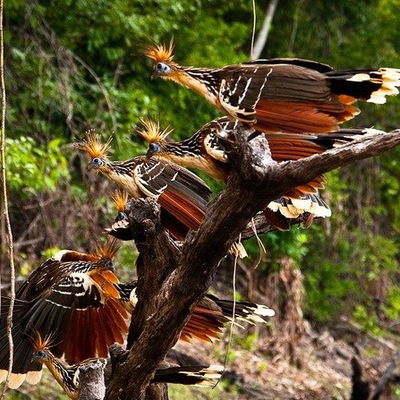 Виктория Вейцман