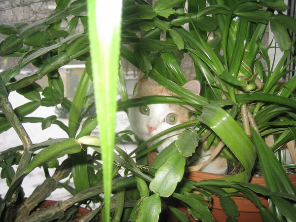 Ирина Давыдкина