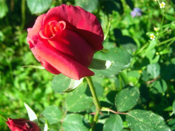 Юлія Мулявко