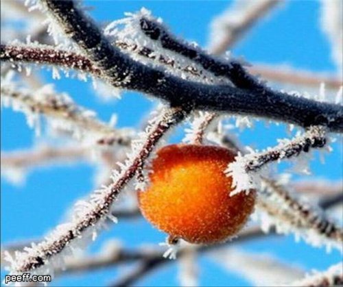 Светлана Огорельцева