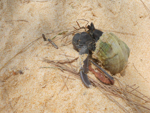 Мостовая Витория