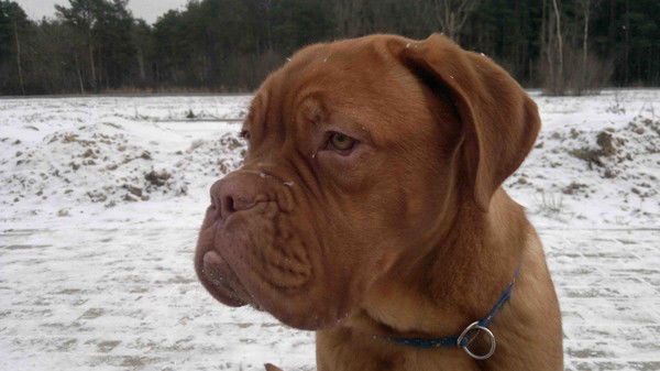 Георгий Петровский