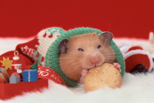 Полина Темирова