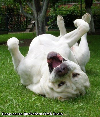 Lдэн Булгарь