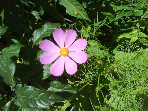 Анна Мурашова