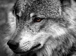 Long Петрович