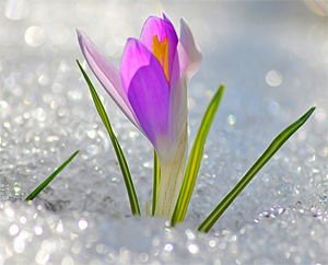 Анна Каламбет