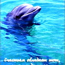 Delfin Delfin