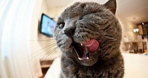 Света Глазунова